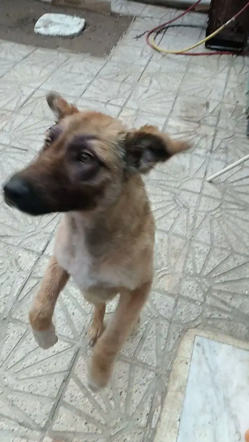 سگ سرابی|سگ|اردبیل, |دیوار