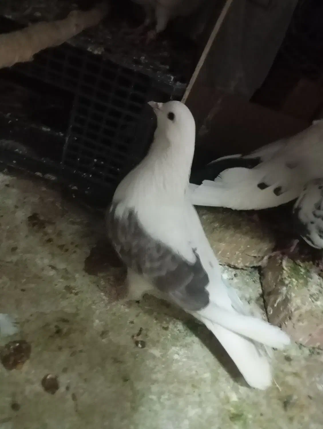 کبوتر یک کت|پرنده|رباط‌کریم, مسکن مهر آبشناسان|دیوار