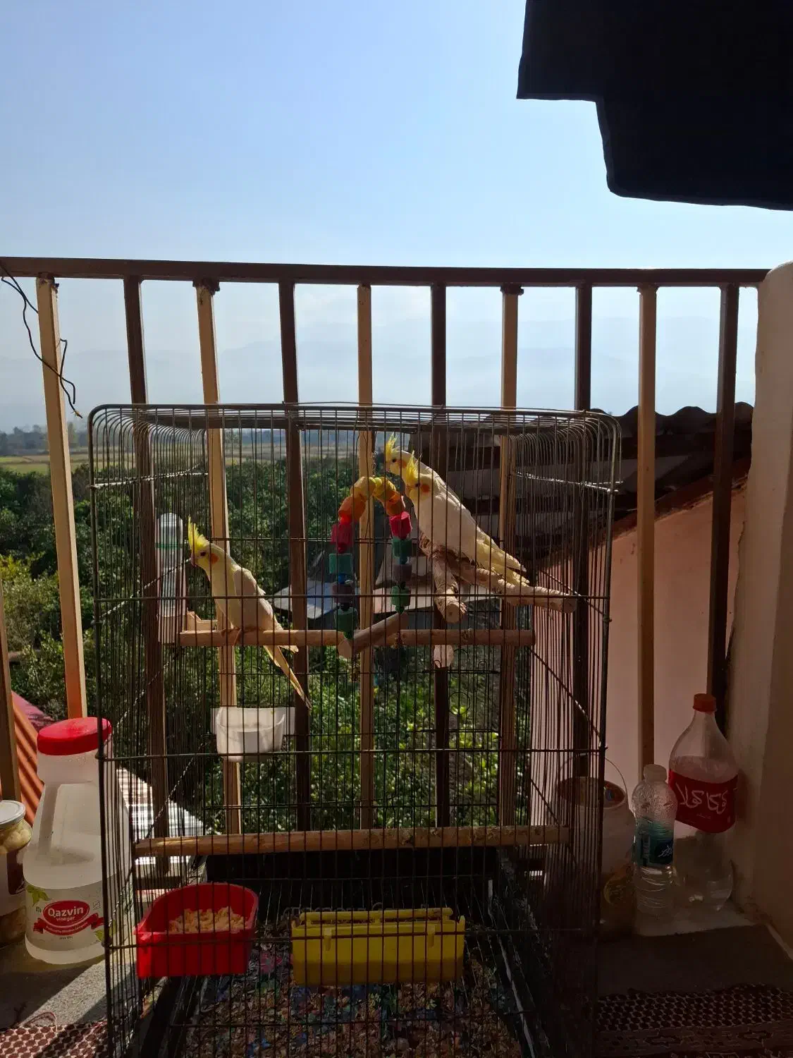 ۳عددعروس هلندی تازه دانه خور|پرنده|کلاچای, |دیوار