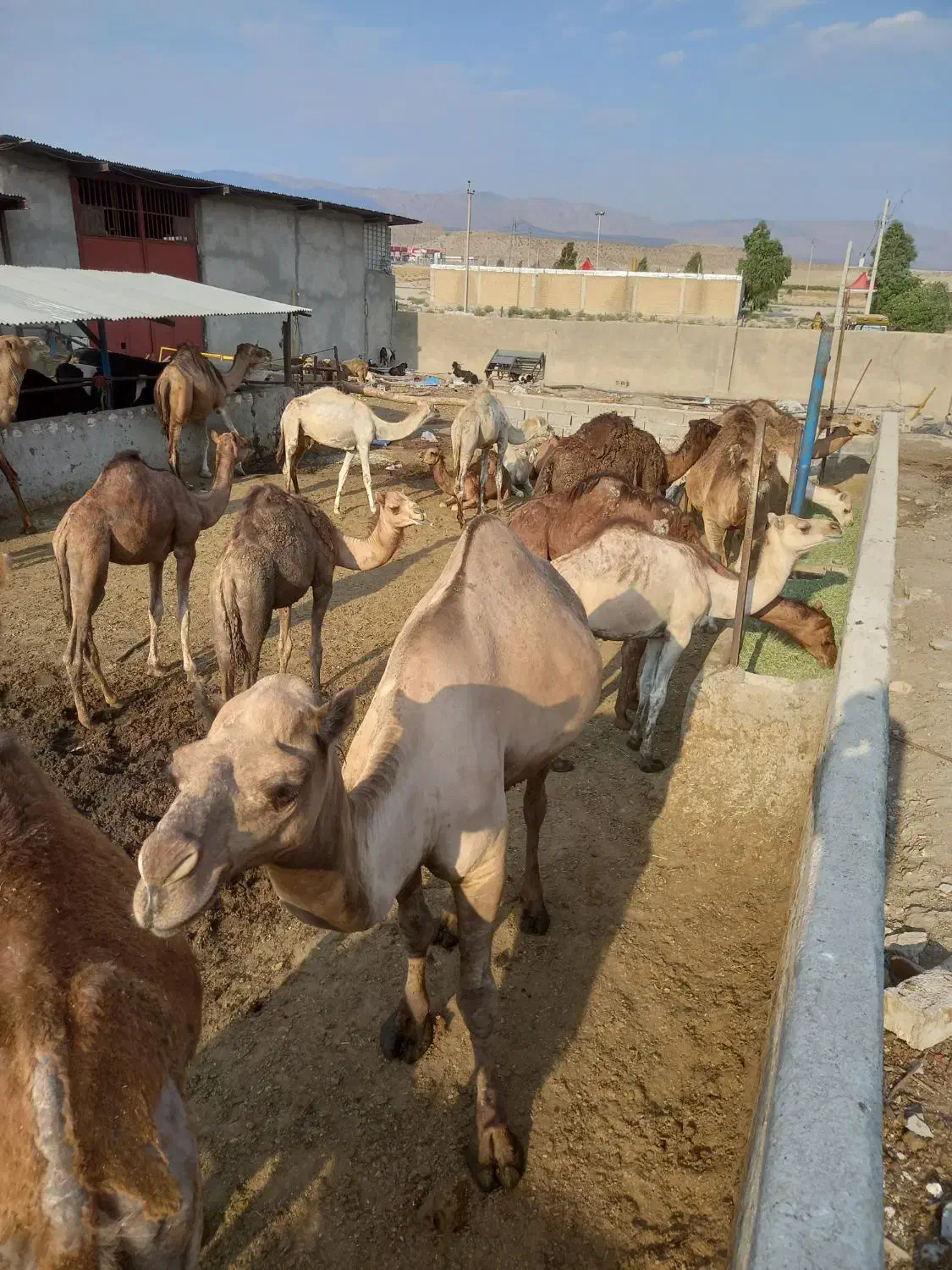 شتر|حیوانات مزرعه|شیراز, بید زرد|دیوار