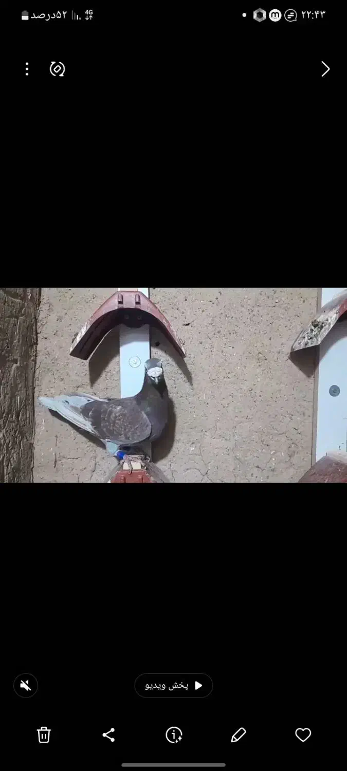 قوره ای نسل درست|پرنده|سربیشه, |دیوار