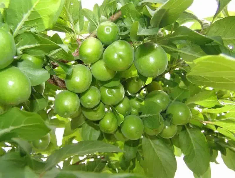 نهالستان پالیز دارای مجوز جهاد کشاورزی|خدمات باغبانی و درختکاری|بازرگان, |دیوار