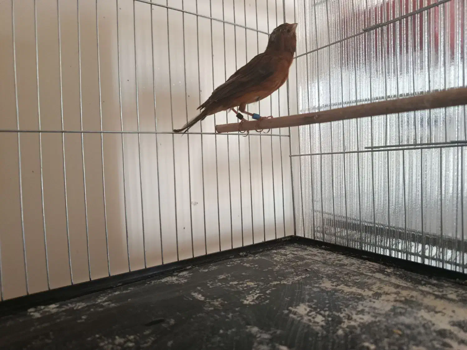 قناری نر|پرنده|شاهین‌شهر, نبوت|دیوار