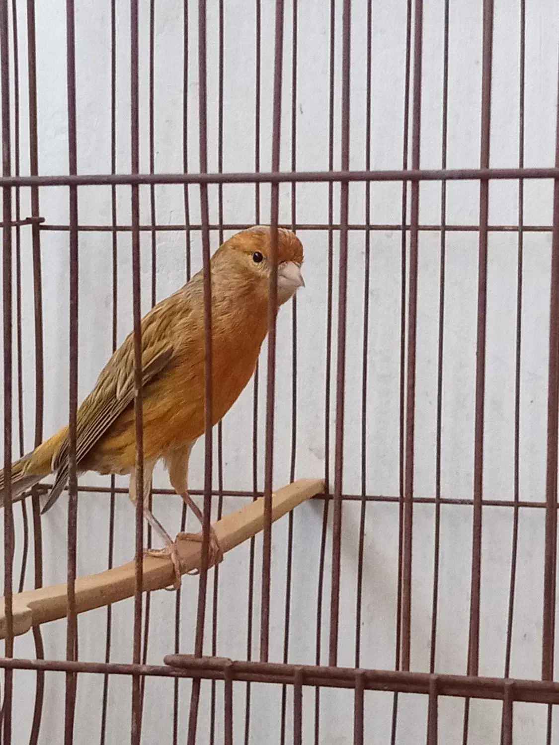 قناری شتری سرخ|پرنده|شیراز, شیشه‌گری|دیوار
