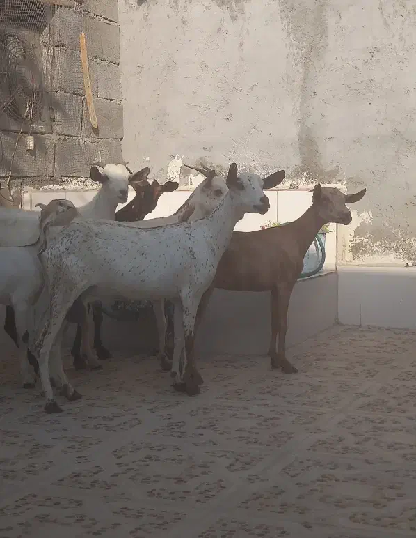 8عدد بز نقشی صلاله مخصوص داشت آبستن دوقلو زا|حیوانات مزرعه|بندرعباس, |دیوار