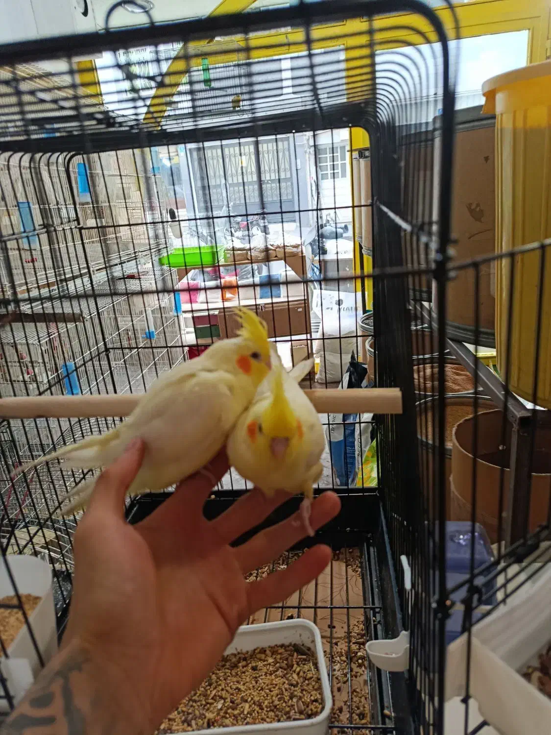 عروس هلندی جوجه|پرنده|تهران, حشمتیه|دیوار