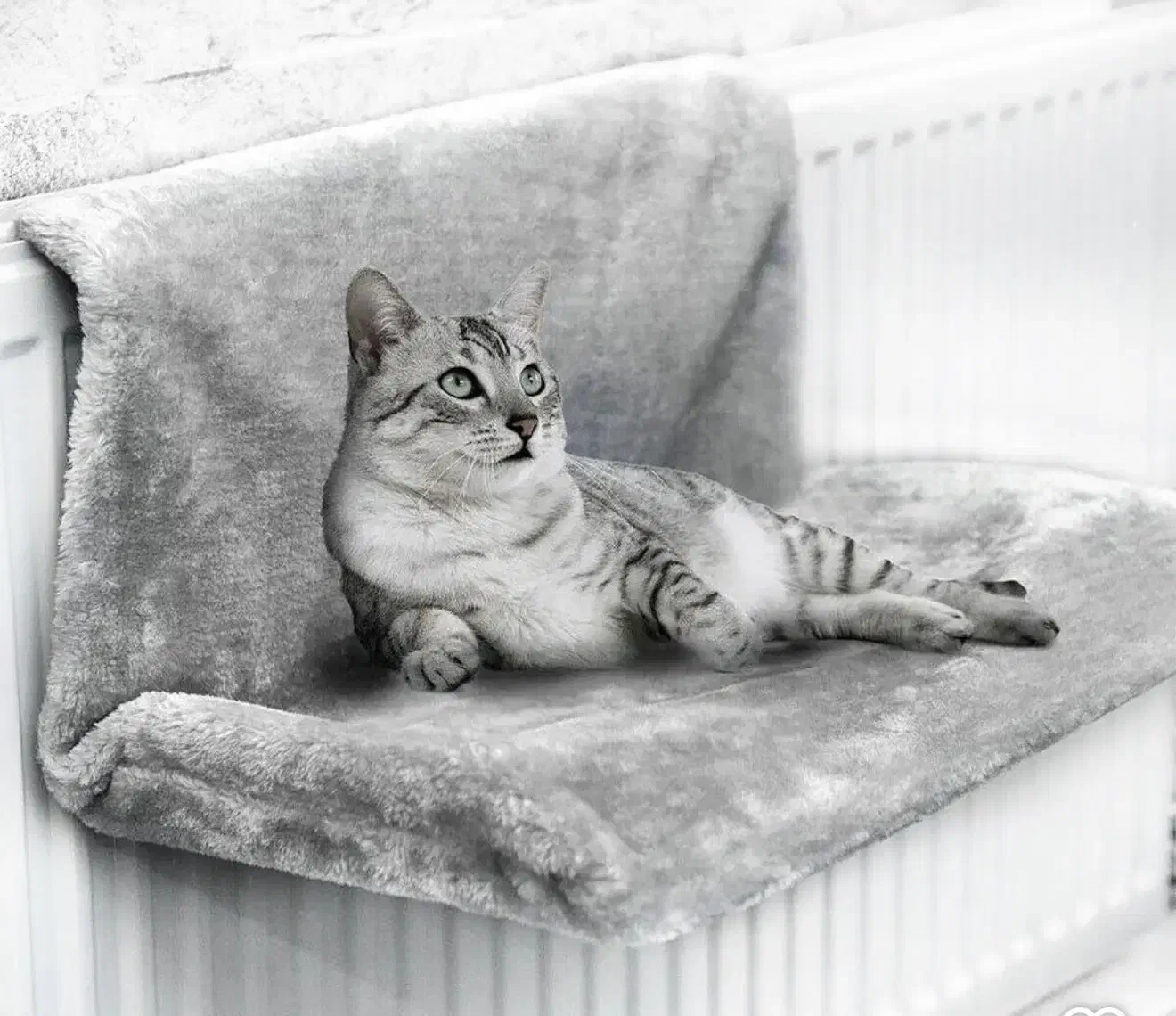 جای خواب شوفاژی گربه|لوازم جانبی حیوانات|بهشهر, |دیوار