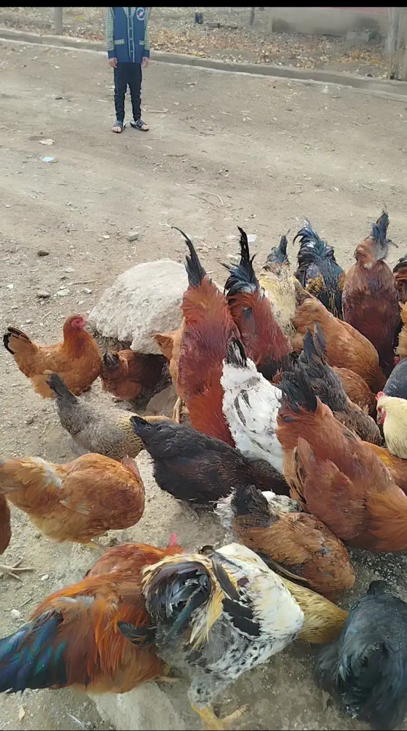 تعداد ۹۰عدد خروس مرغ درشت محلی جوان اماده به تخم|حیوانات مزرعه|قرچک, داوود آباد|دیوار