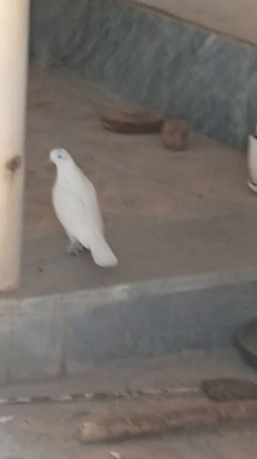 کبوتر تهرانی|پرنده|دهلران, |دیوار