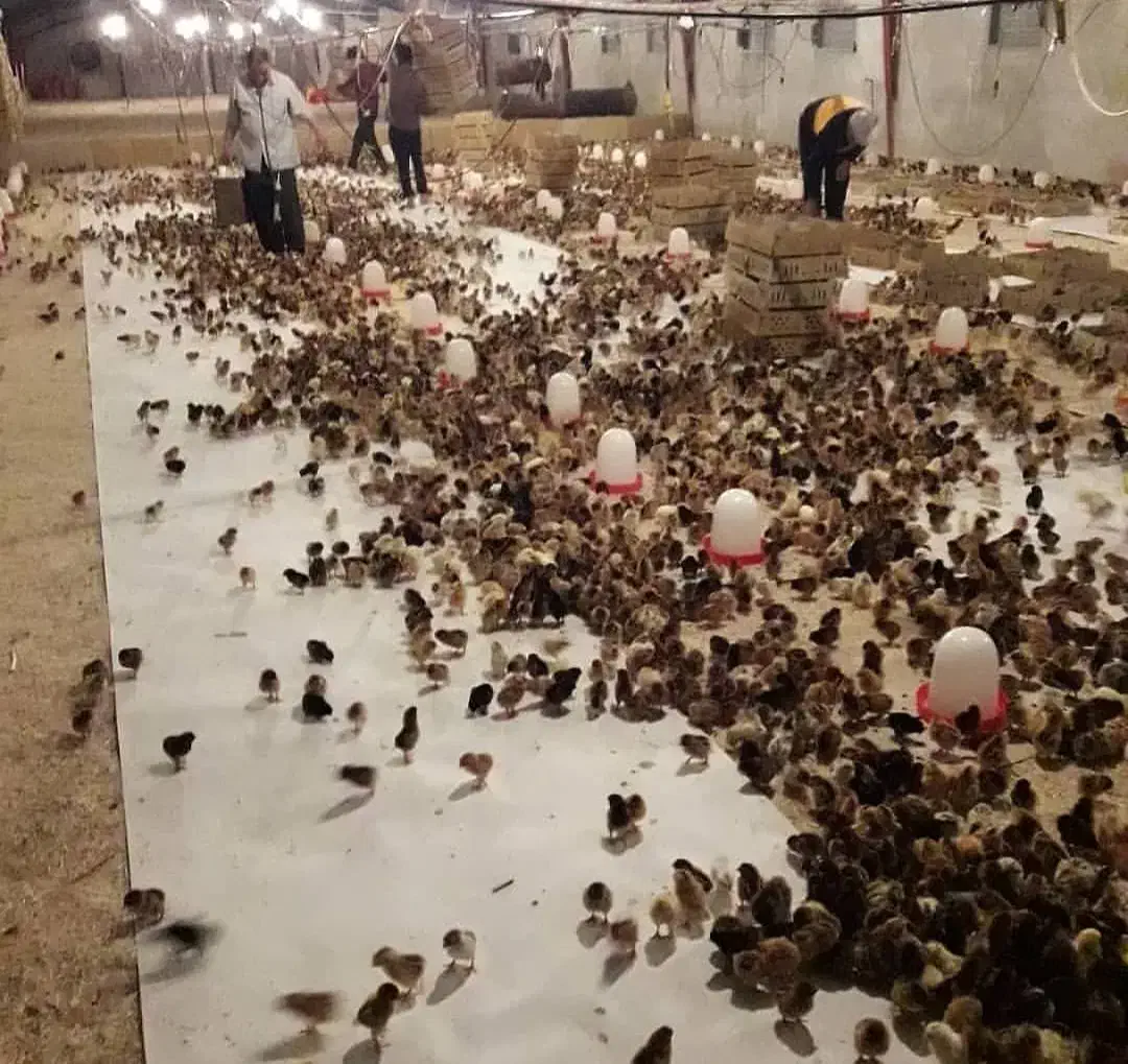 جوجه مرغ یکروزه گلپایگان. جوجه یک روزه محلی خالص|حیوانات مزرعه|شیراز, ارم|دیوار