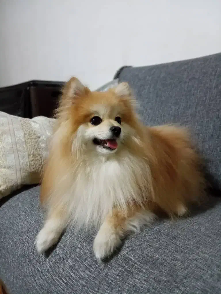 سگ پامر|سگ|کازرون, |دیوار