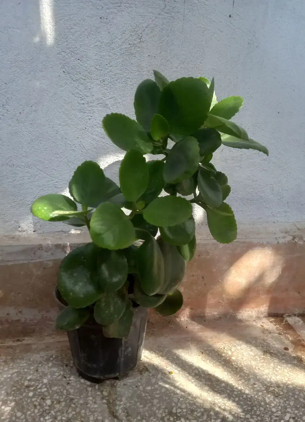 تعدادی گل طبیعی|گل و گیاه طبیعی|قم, بلوار امین و ساحلی|دیوار