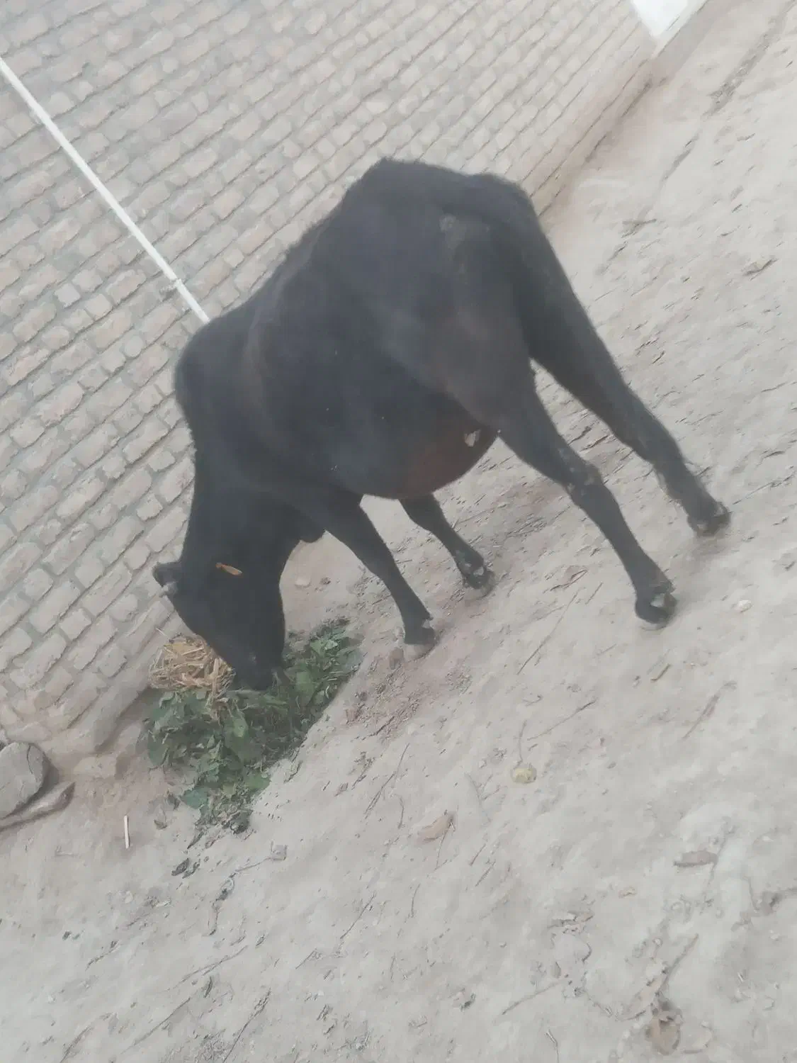 گاو|حیوانات مزرعه|فراغی, |دیوار