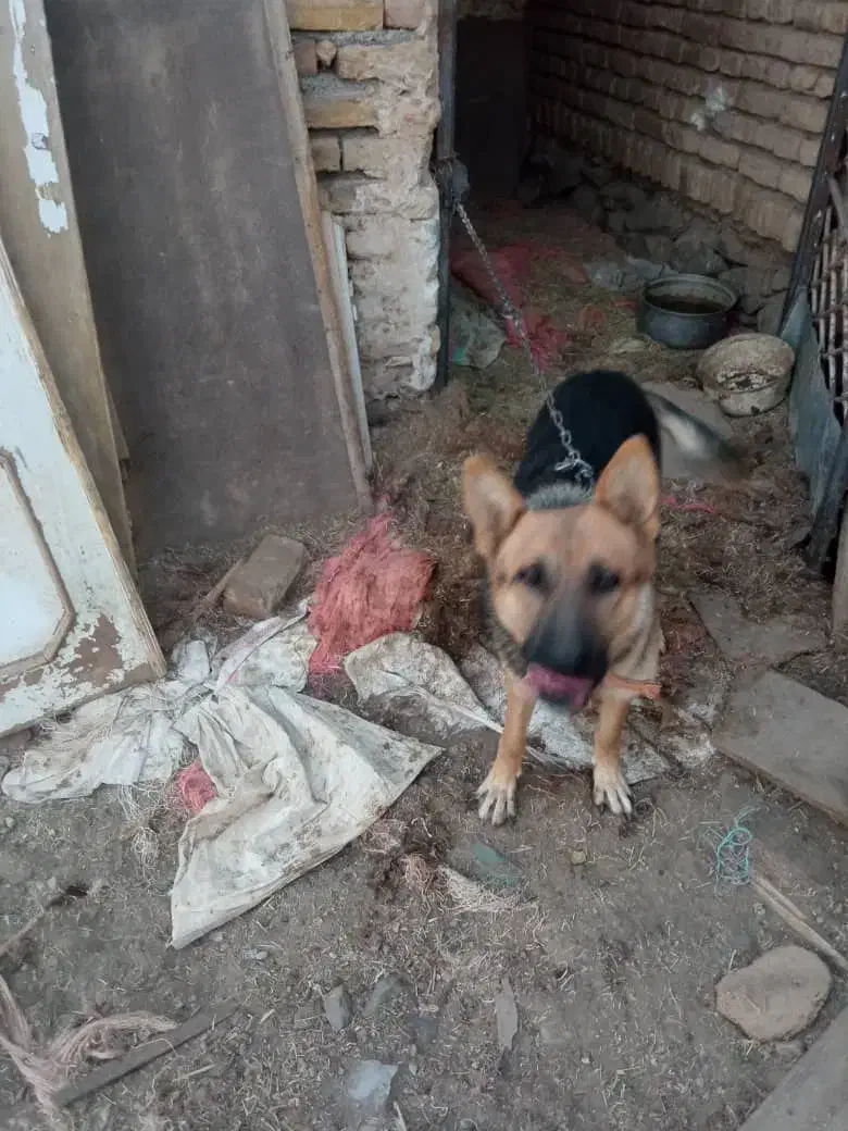 سگ ژرمن|سگ|تربت‌حیدریه, بالا ولایت|دیوار