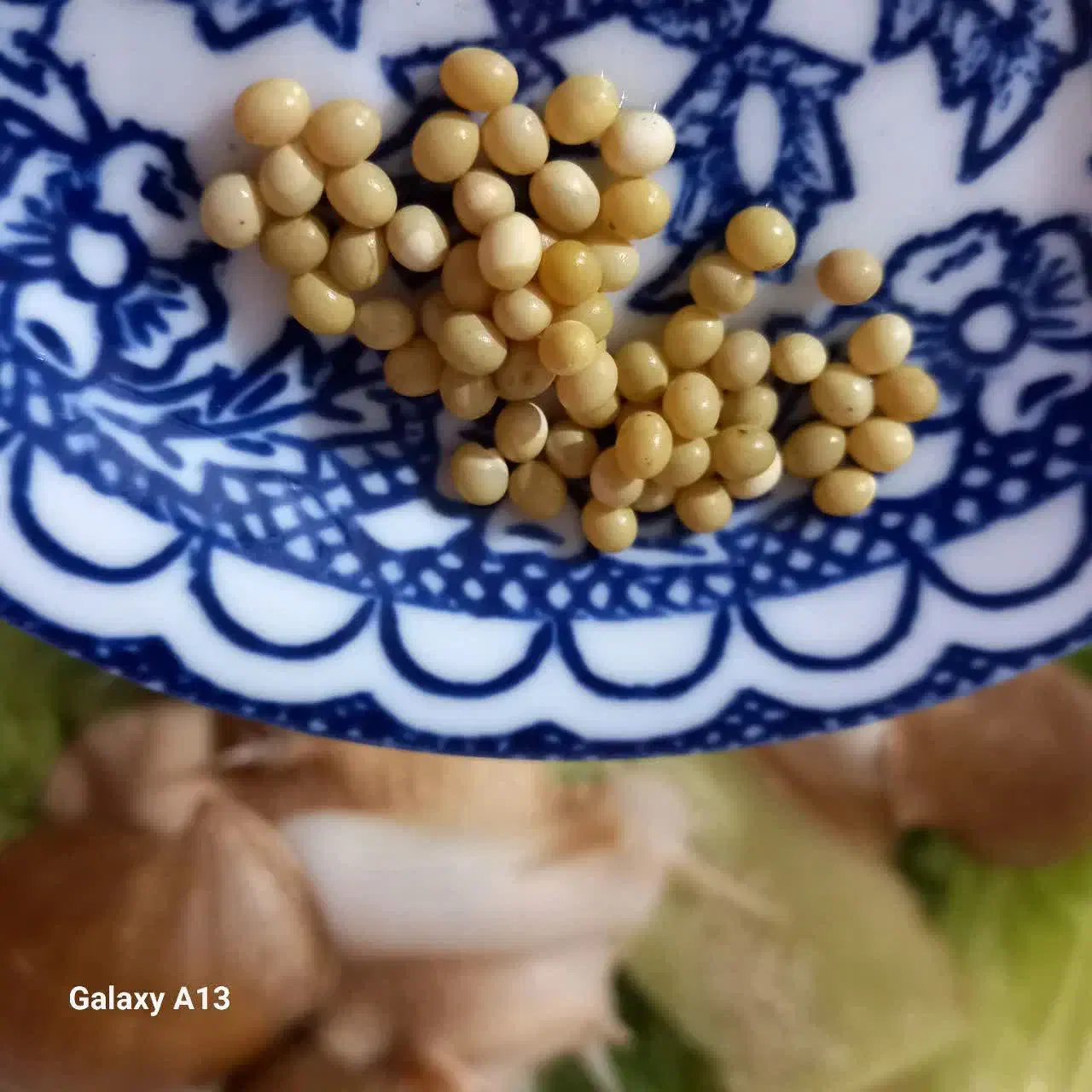 حلزون آچاتینا بالغ تخم گذار|خزنده|تبریز, |دیوار