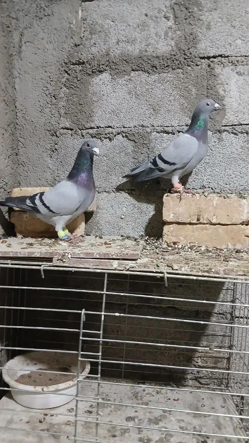 کبودآلمانی|پرنده|آبگرم, |دیوار