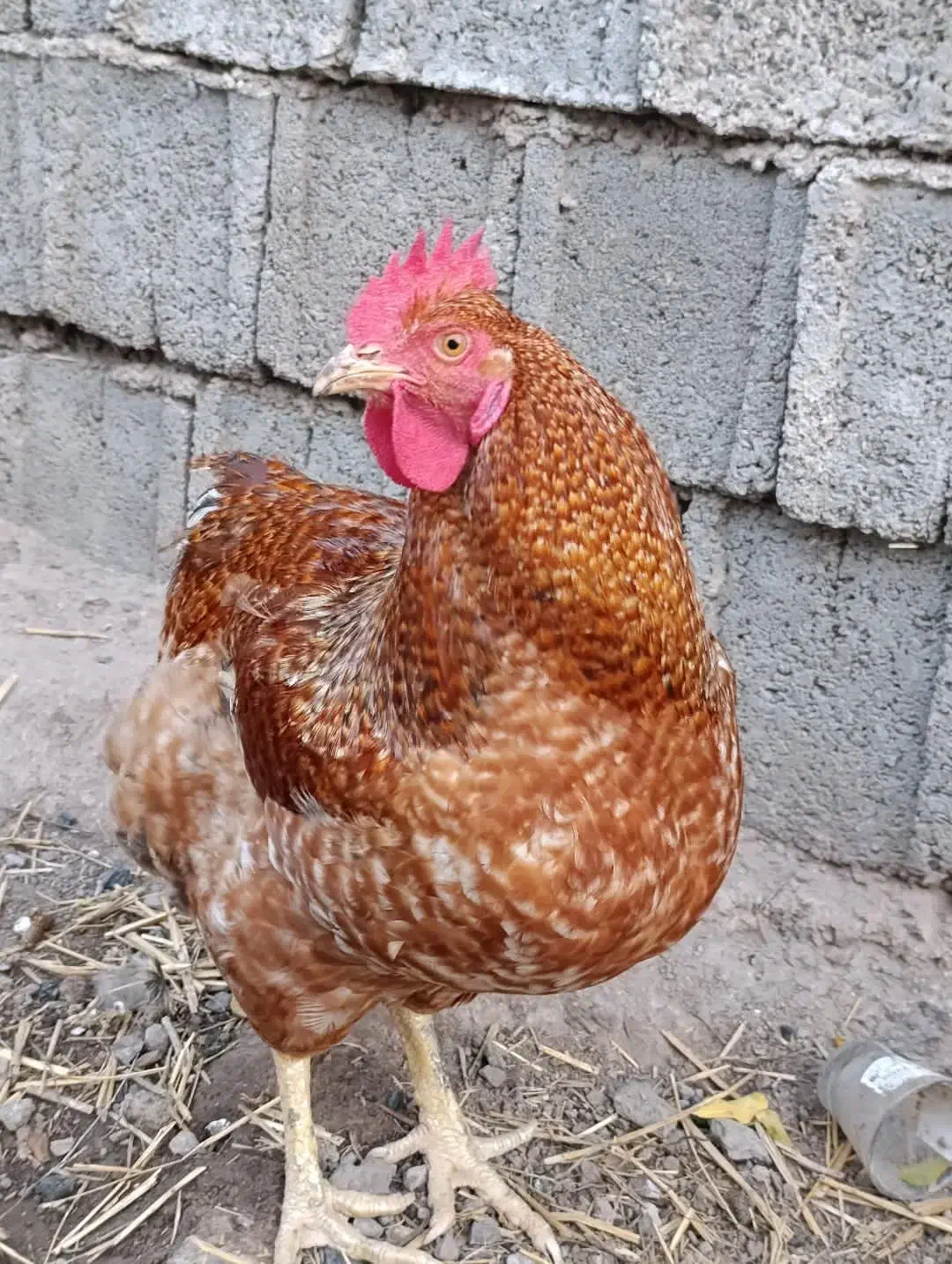 خروس|حیوانات مزرعه|رستمآباد, |دیوار