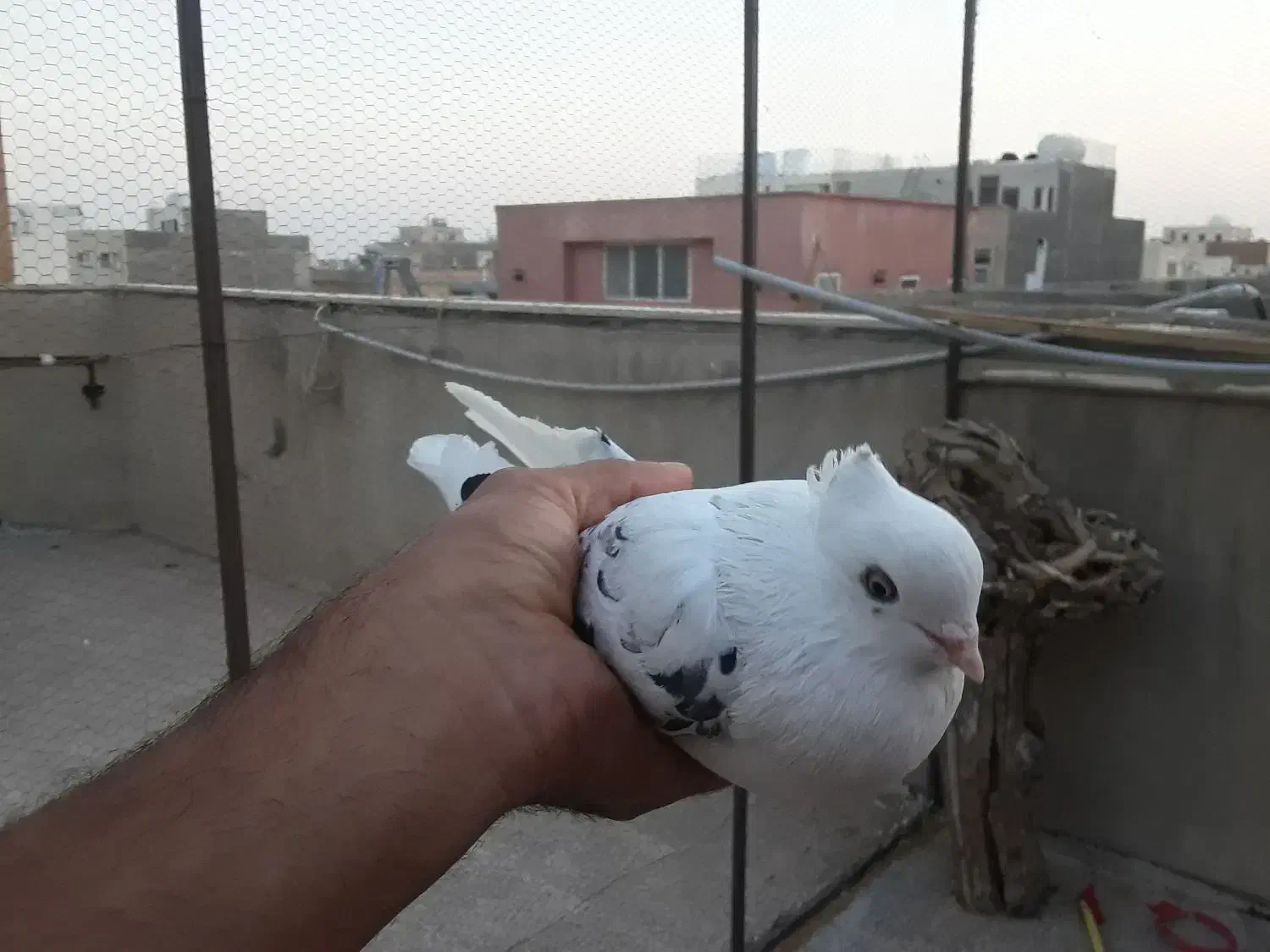 ماده خال پیس نوک ریز|پرنده|برخوار, |دیوار