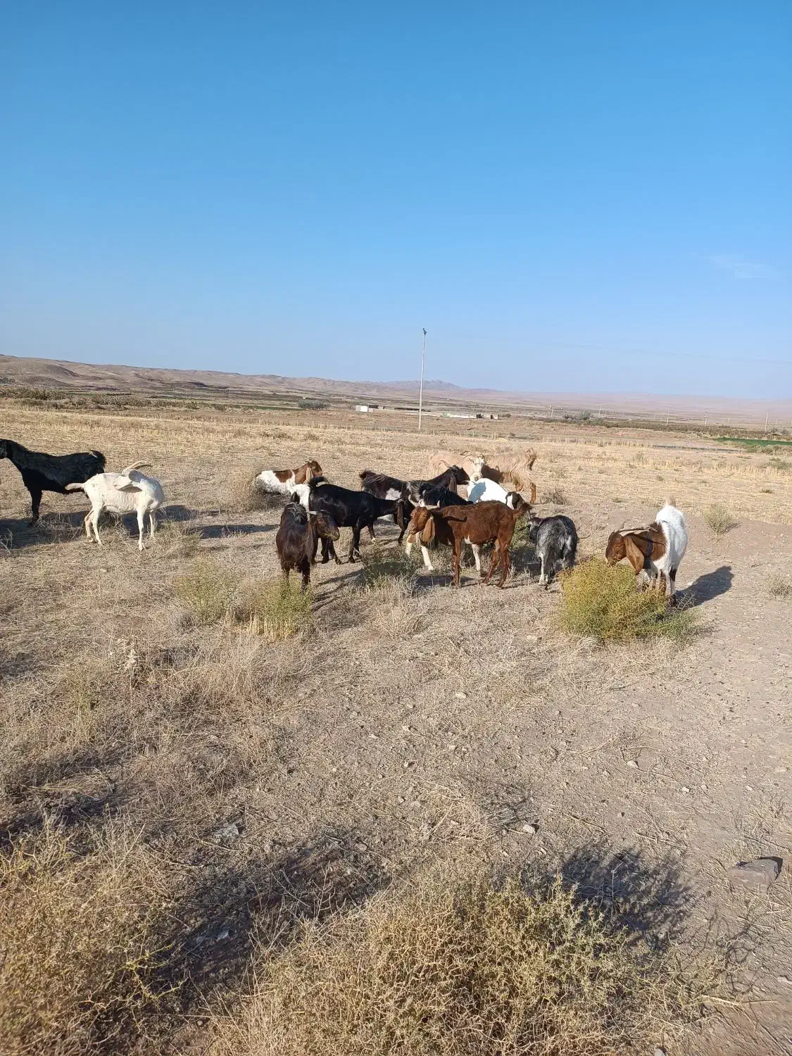 بزشیرا|حیوانات مزرعه|سبزوار, قصبه غربی|دیوار