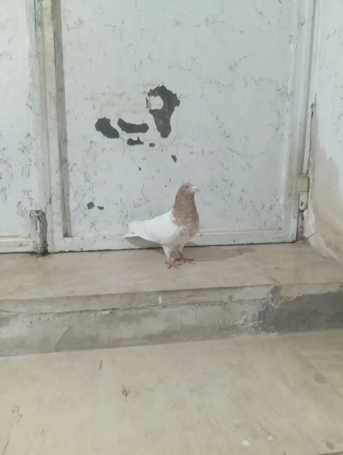 طوقی های درجه یک|پرنده|اردبیل, |دیوار