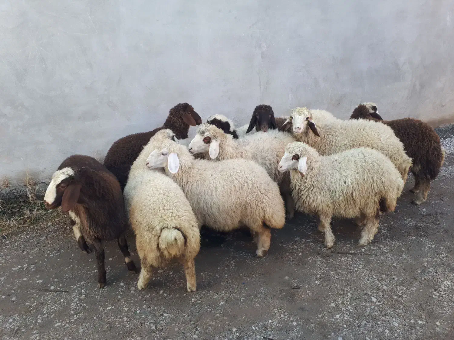 بره دوری|حیوانات مزرعه|کرمانشاه, |دیوار