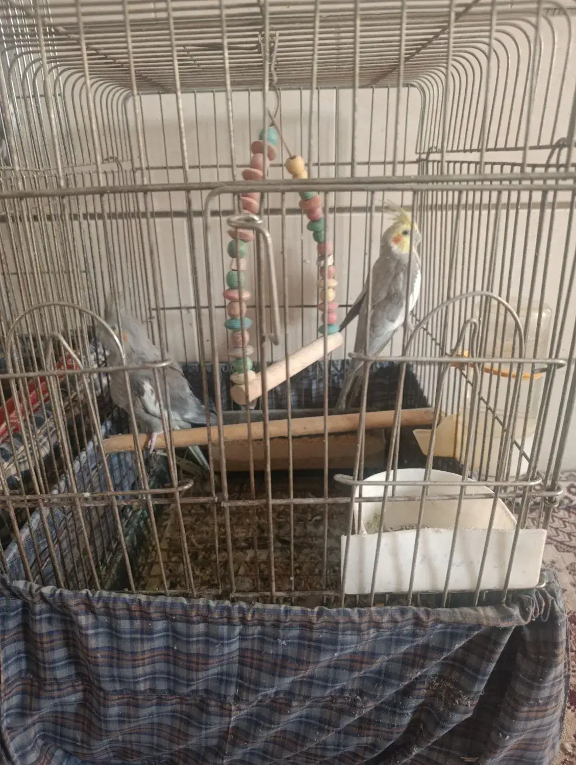 دو جفت عروس هلندی بالغ|پرنده|شیراز, کوشک میدان|دیوار