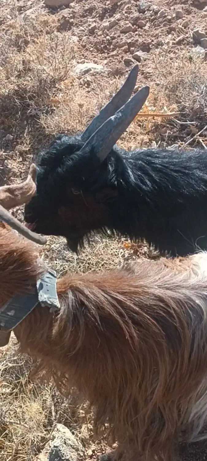 بزغاله تگه|حیوانات مزرعه|سامان, |دیوار