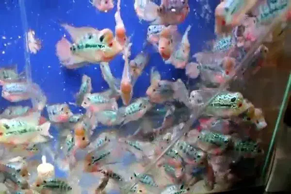 فروش ویژه جوجه فلاورهورن وارداتی نژاد رِد دراگون|ماهی|کرمان, |دیوار