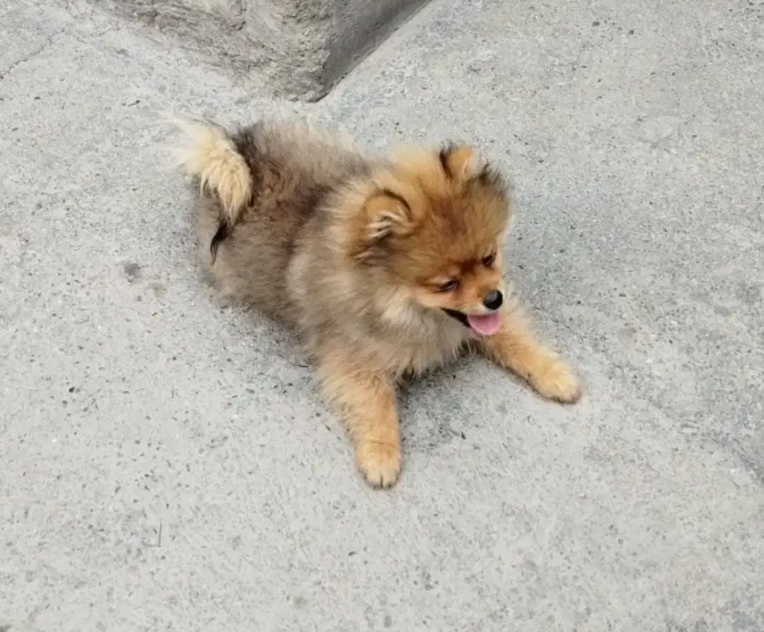 پامرانین اصل|سگ|نقده, |دیوار