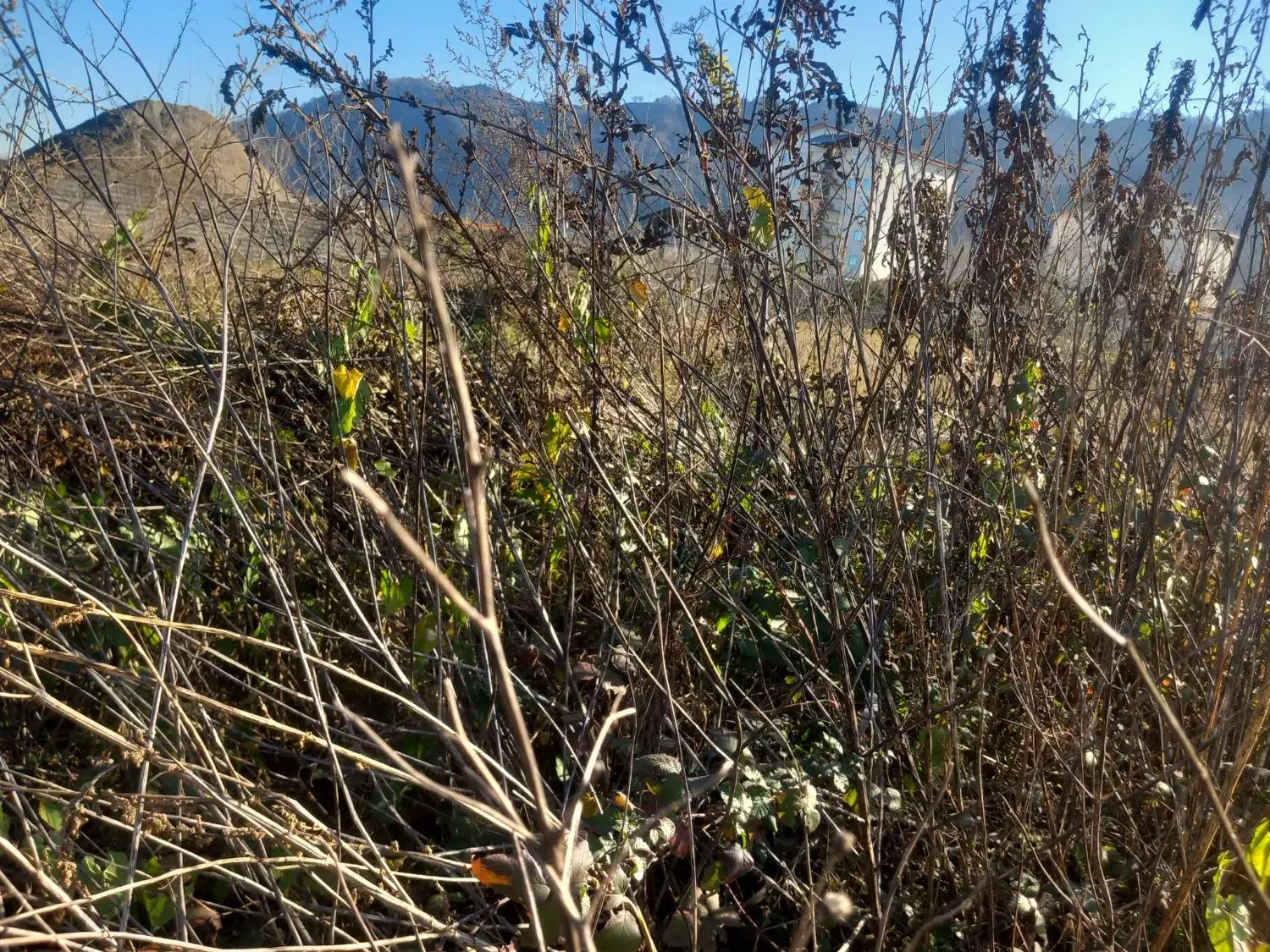 علف زنی|خدمات باغبانی و درختکاری|لاهیجان, گلستان|دیوار