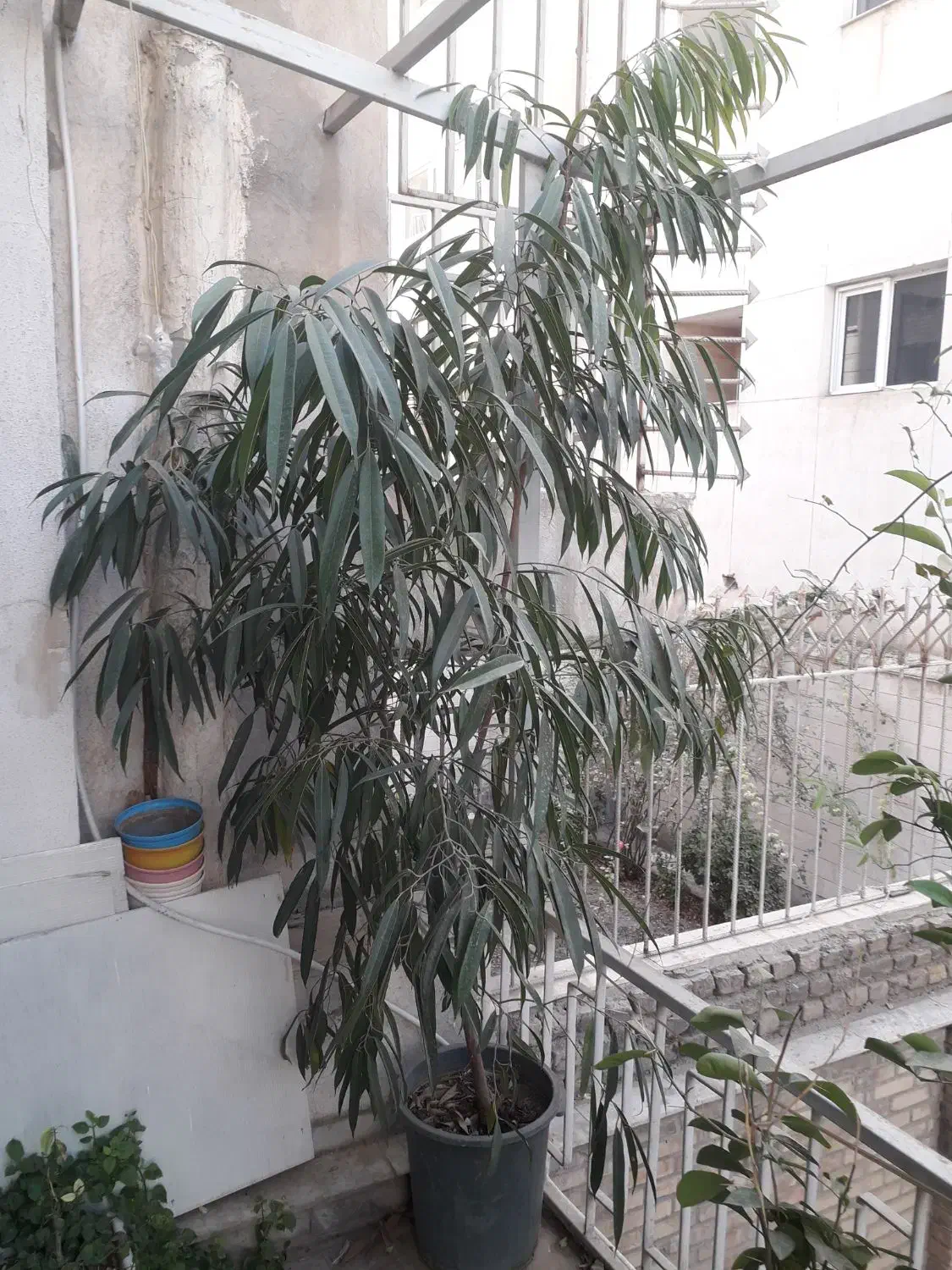 درختچه بنجامین آمستل|گل و گیاه طبیعی|مشهد, سجاد شهر|دیوار