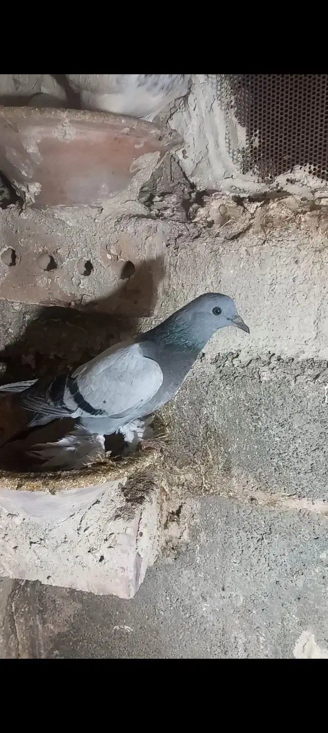 کبوتر گمشده|پرنده|مرند, |دیوار