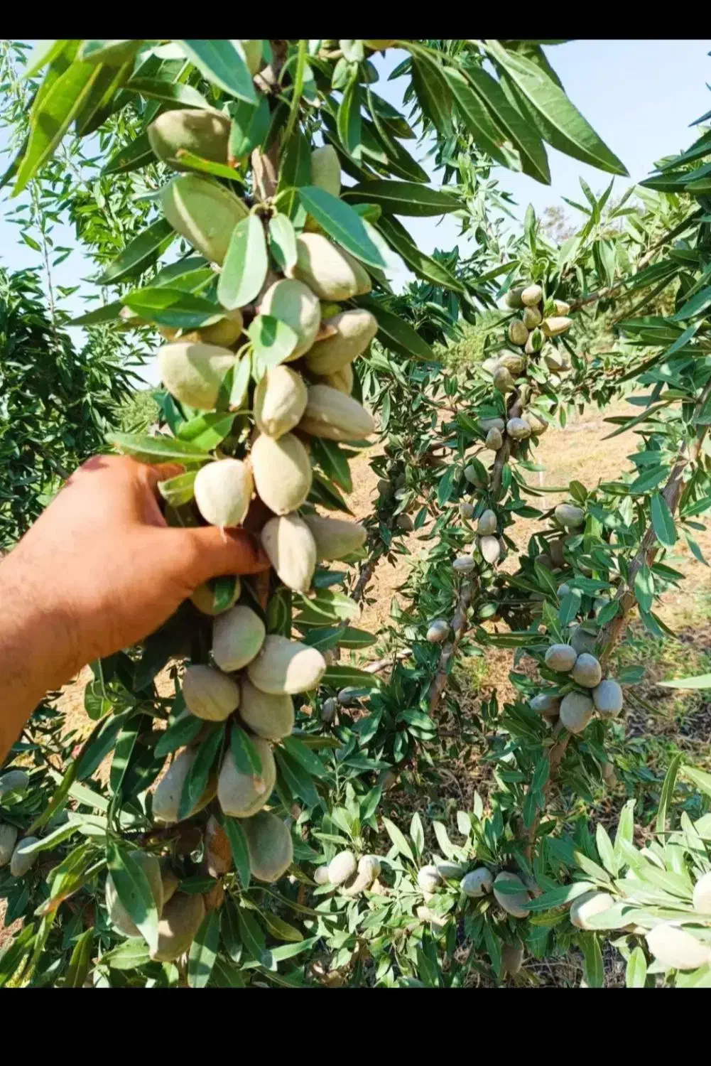 نهال اصلاح شده پیوندی بادام گردو و کل نهال|خدمات باغبانی و درختکاری|رفسنجان, |دیوار