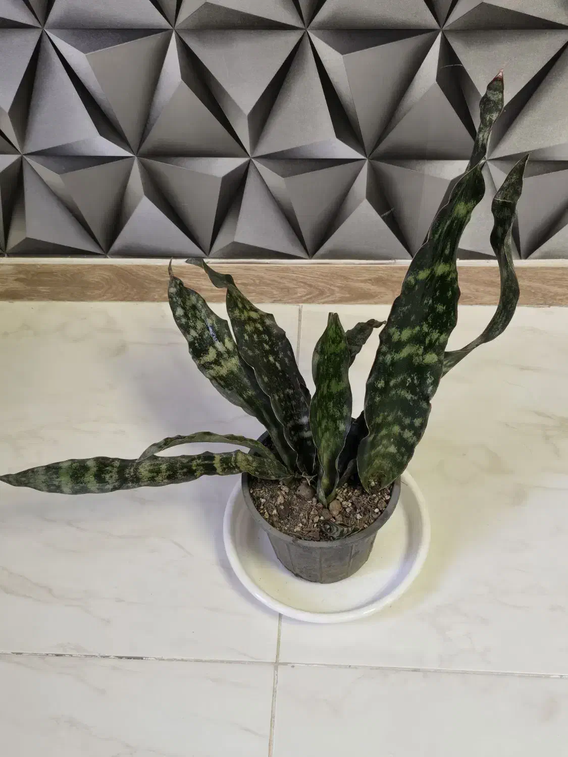 گیاهان آپارتمانی و کلکسیونی|گل و گیاه طبیعی|مشکیندشت, |دیوار