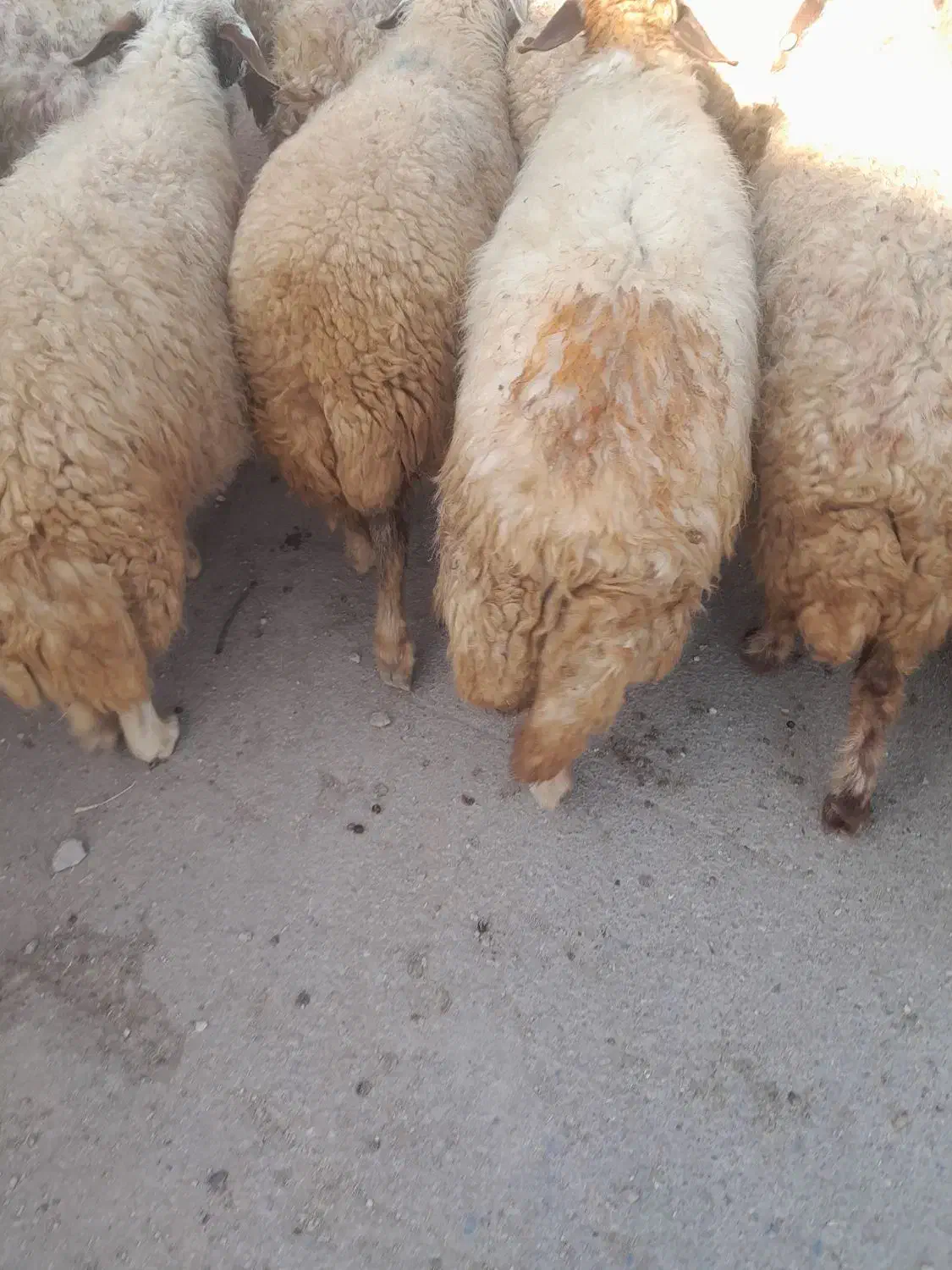 گوسفندداشتی جوان|حیوانات مزرعه|شباب, |دیوار