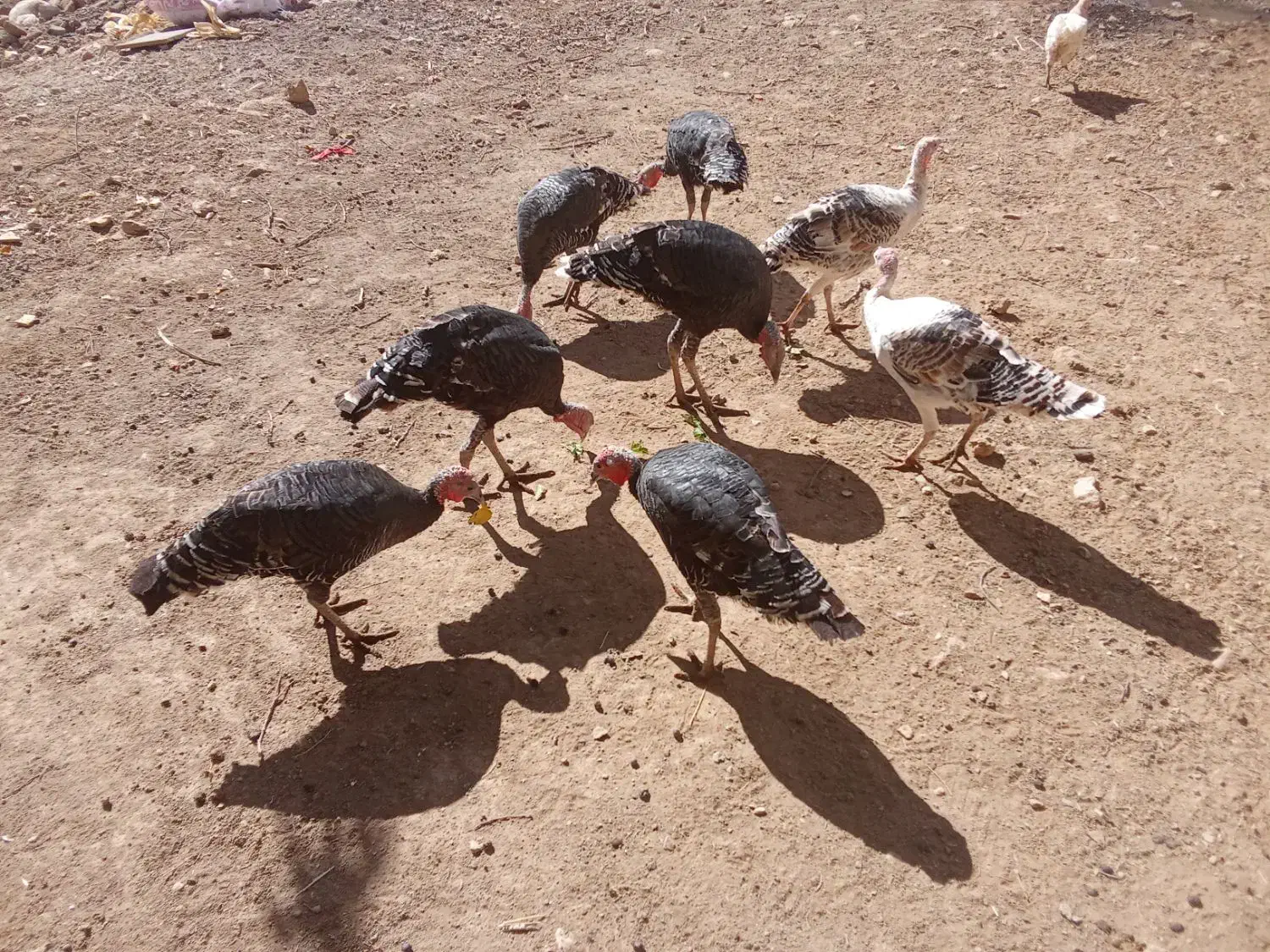 بوقلمون|حیوانات مزرعه|سیلاخور, |دیوار