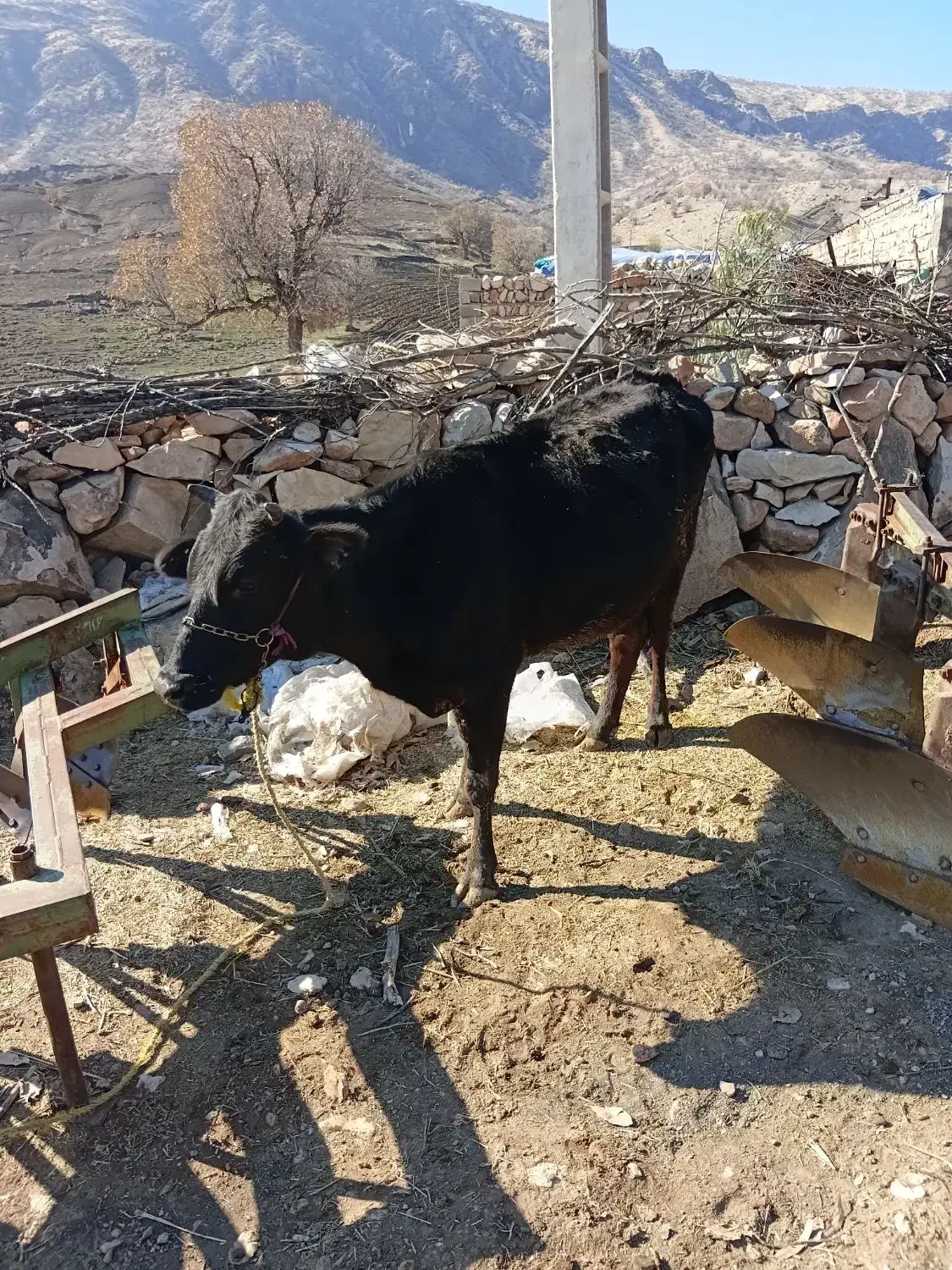 گاو|حیوانات مزرعه|خرم‌آباد, |دیوار