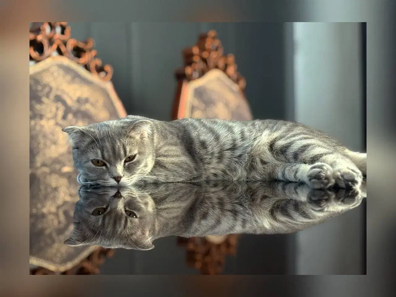 گربه اسکاتیش|گربه|محمدشهر, محمدشهر|دیوار