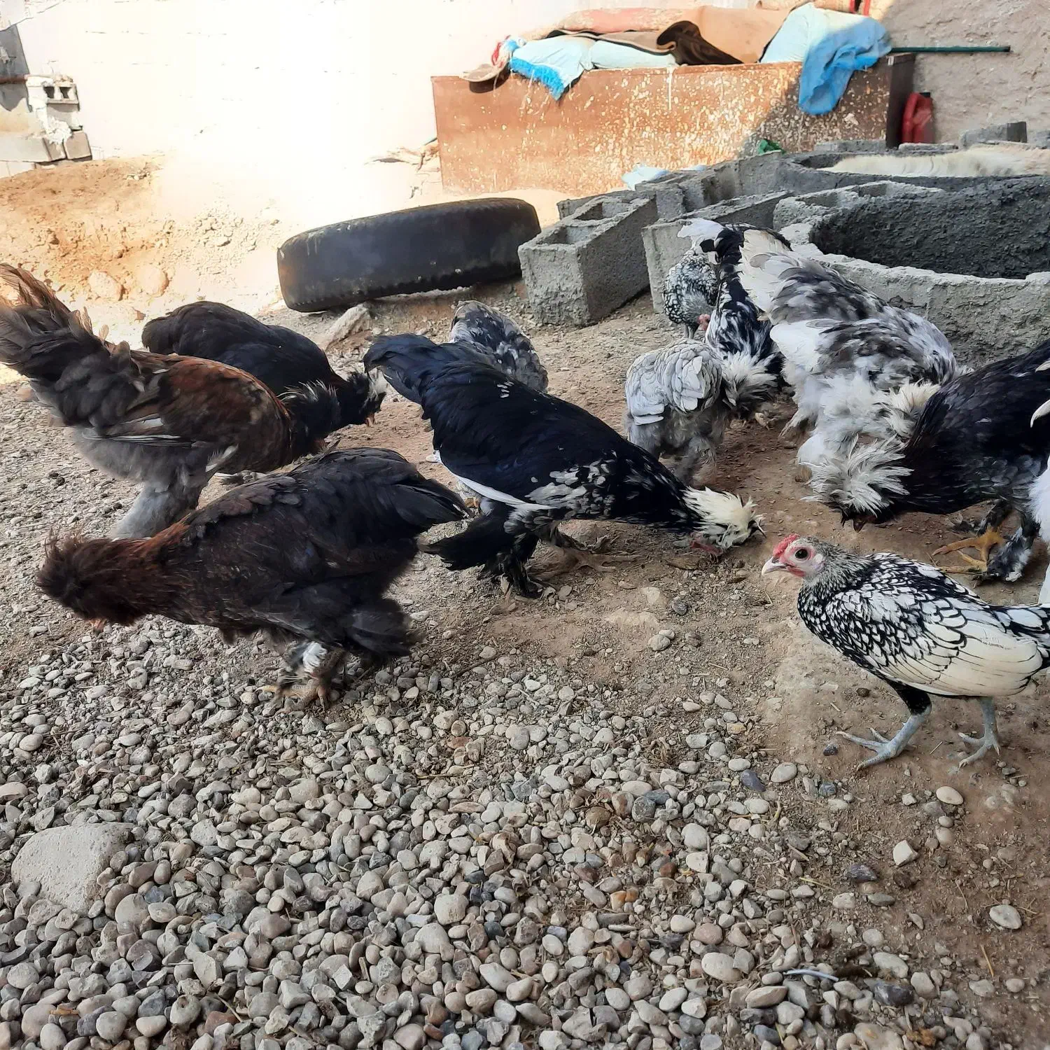 مرغ و خروس گلیین|حیوانات مزرعه|کاکی, |دیوار