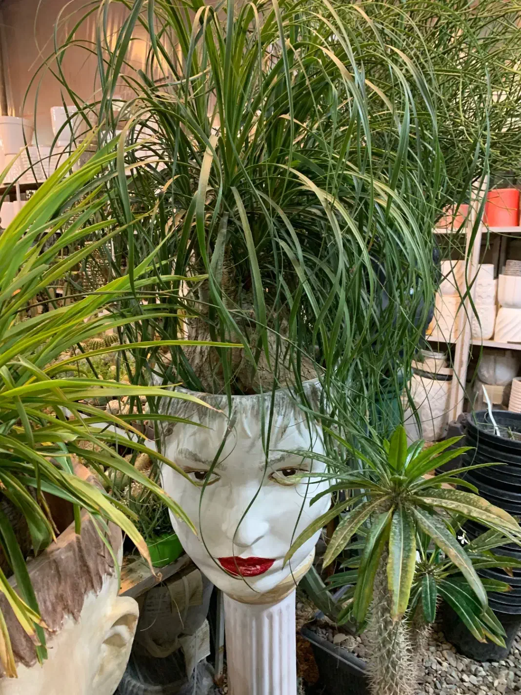 گل و گیاه آپارتمانی|گل و گیاه طبیعی|پاکدشت, پاکدشت (مامازند)|دیوار