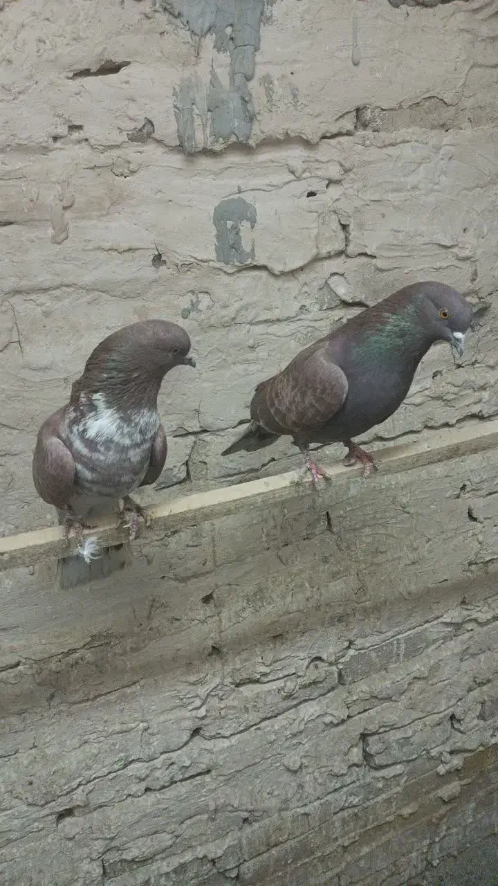 کفتر|پرنده|ری, ظهیرآباد|دیوار