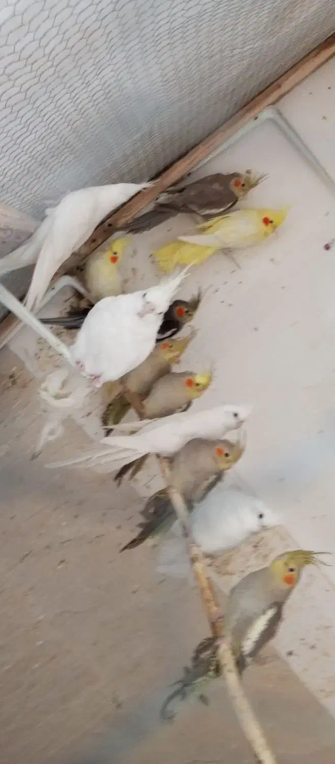 طوطی عروس هلندی|پرنده|رودسر, |دیوار