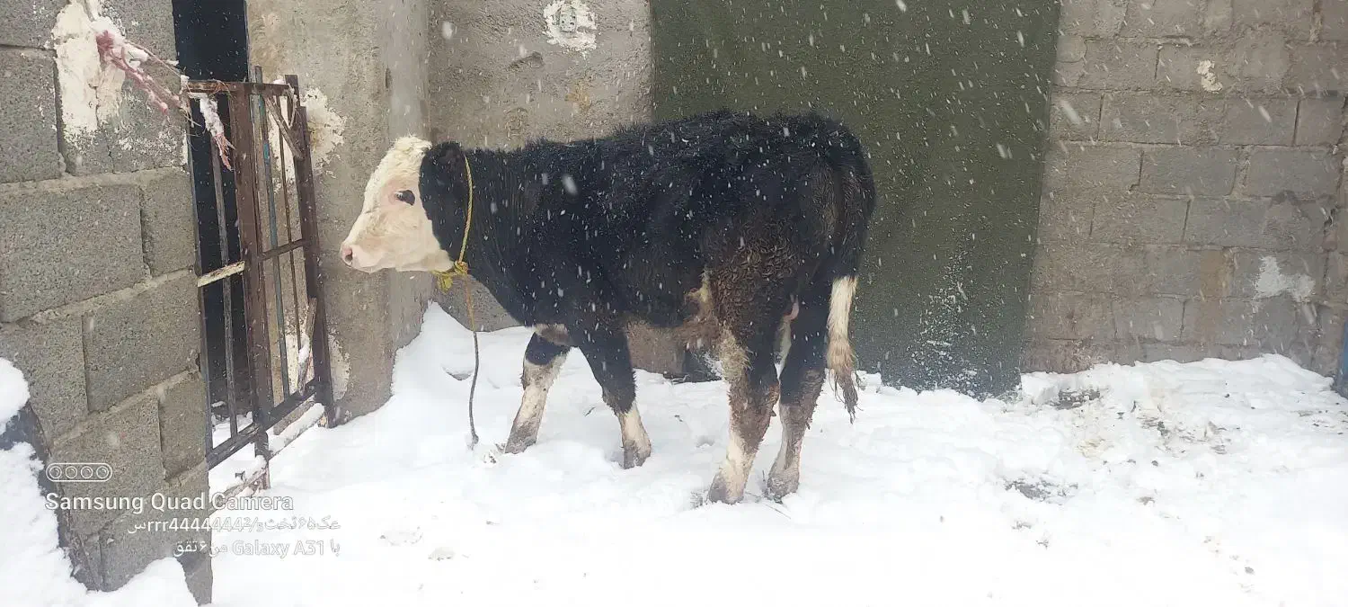 گاوگوساله|حیوانات مزرعه|قیدار, |دیوار