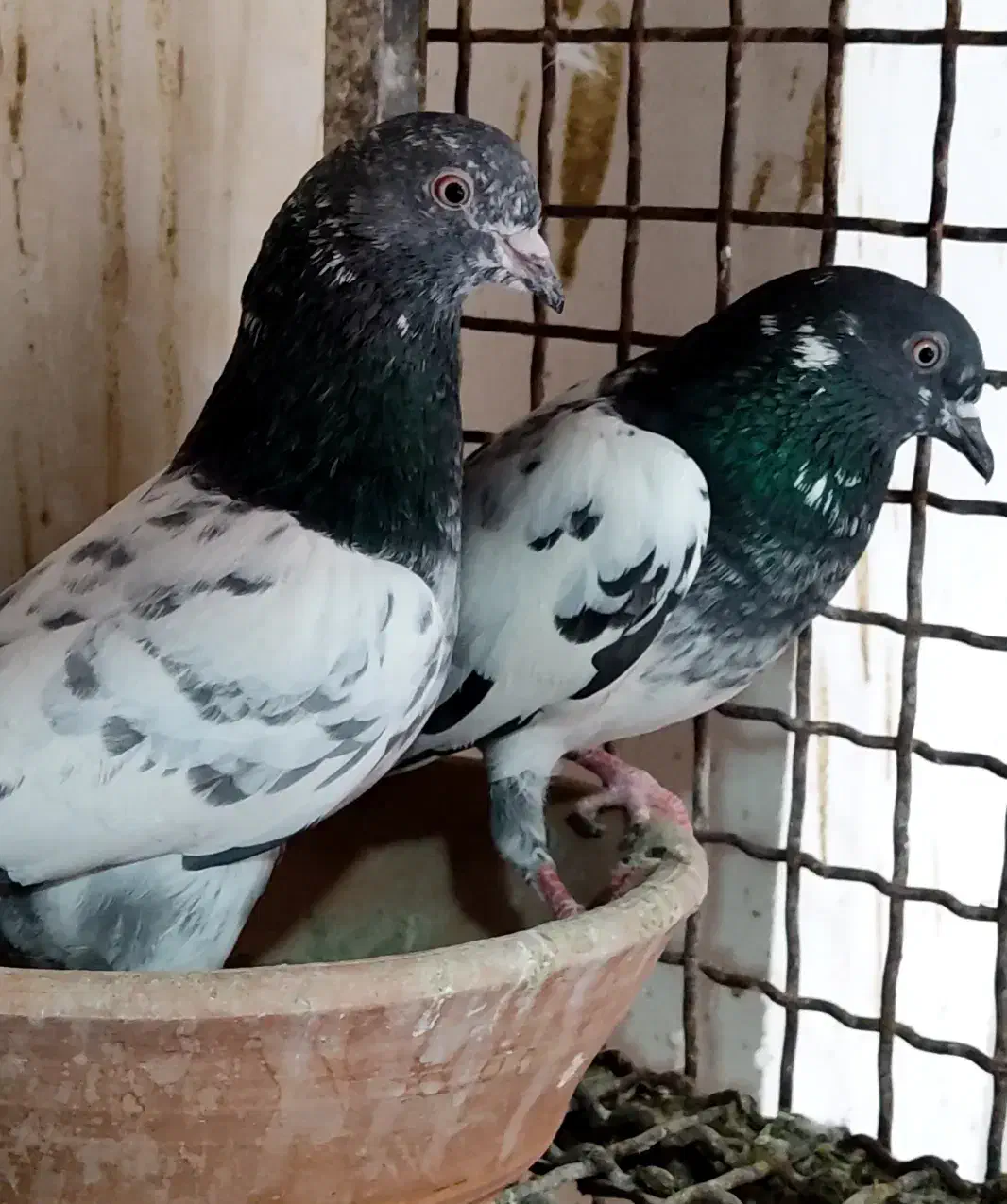 کبوتر پاکستانی|پرنده|شهریار, دهشاد بالا|دیوار