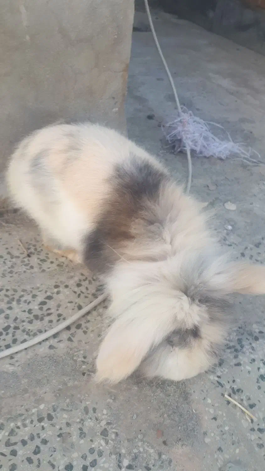 فروش خرگوش بسیار زیبا و بازیگوش|موش و خرگوش|بندر گز, |دیوار