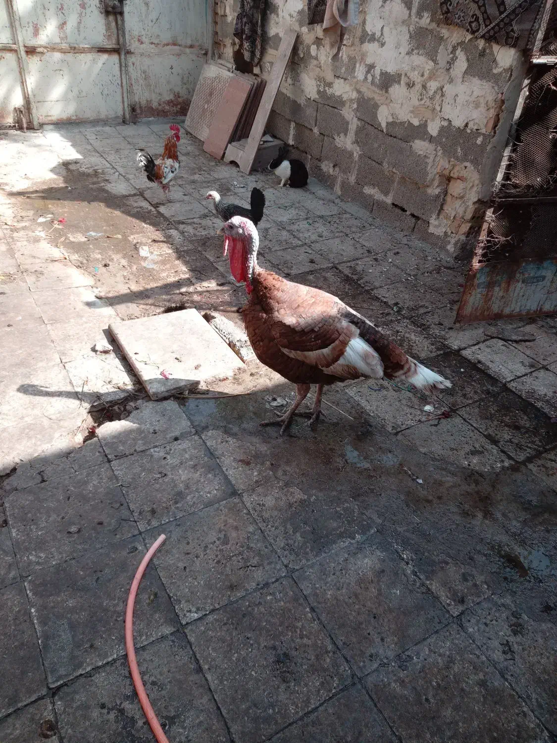 بوقلمون نر ویک خروس گلین عروس هلندی لوتینو|حیوانات مزرعه|خرمشهر, |دیوار