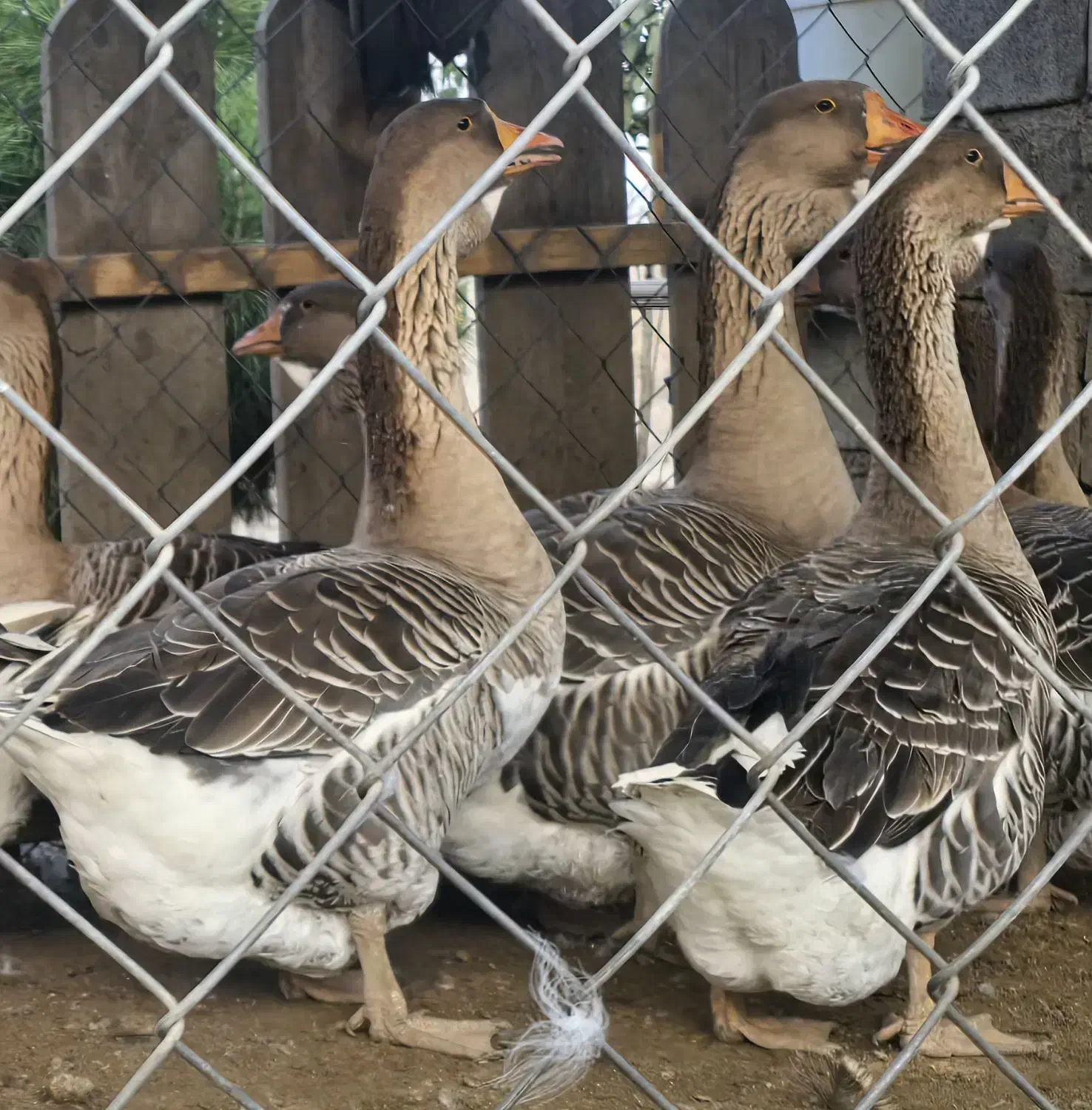 غاز تولوز فرانسه|حیوانات مزرعه|گنبد کاووس, |دیوار