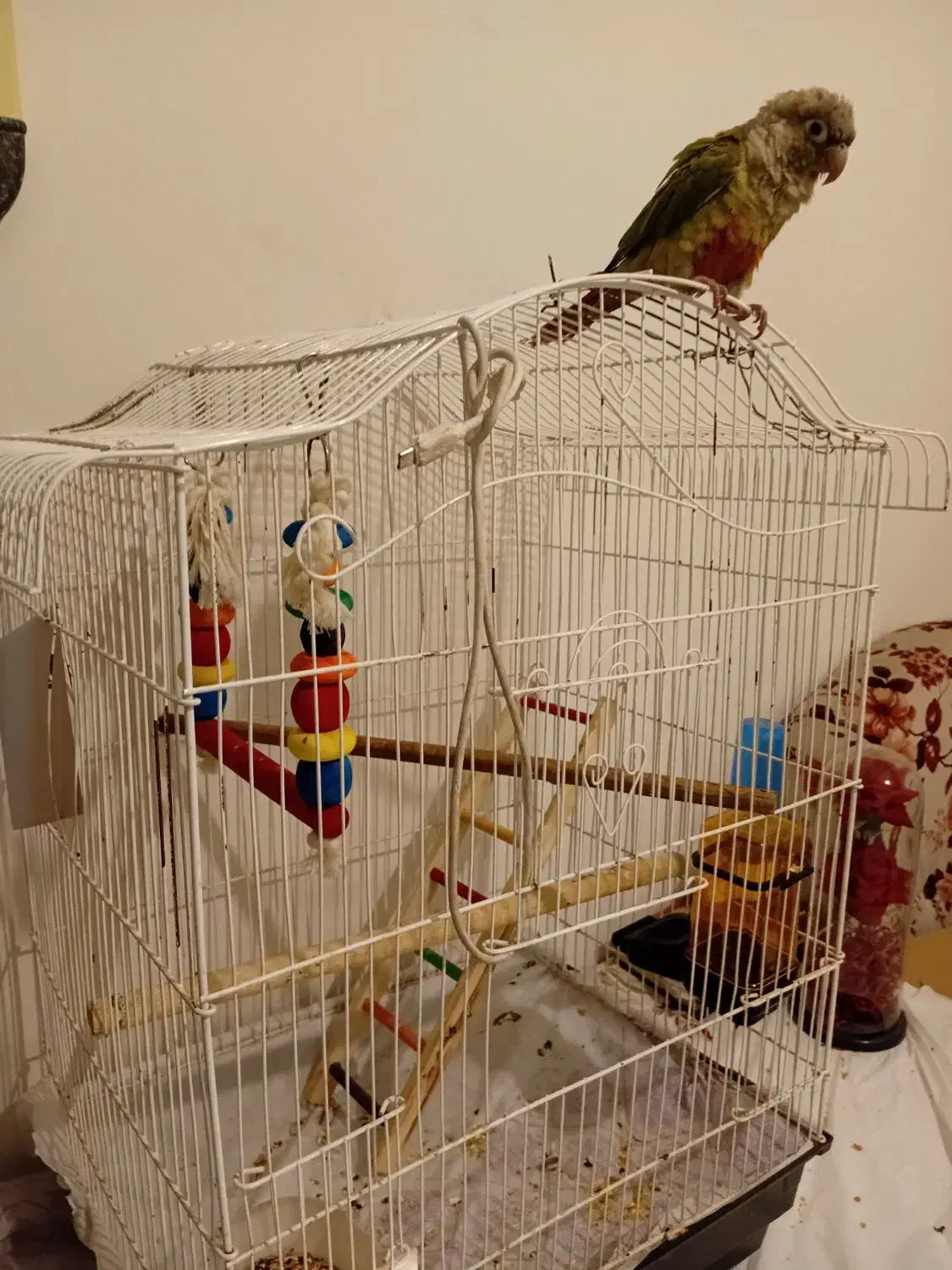 طوطی رام دستی گرینچیک دون خور|پرنده|ری, حمزه‌آباد|دیوار