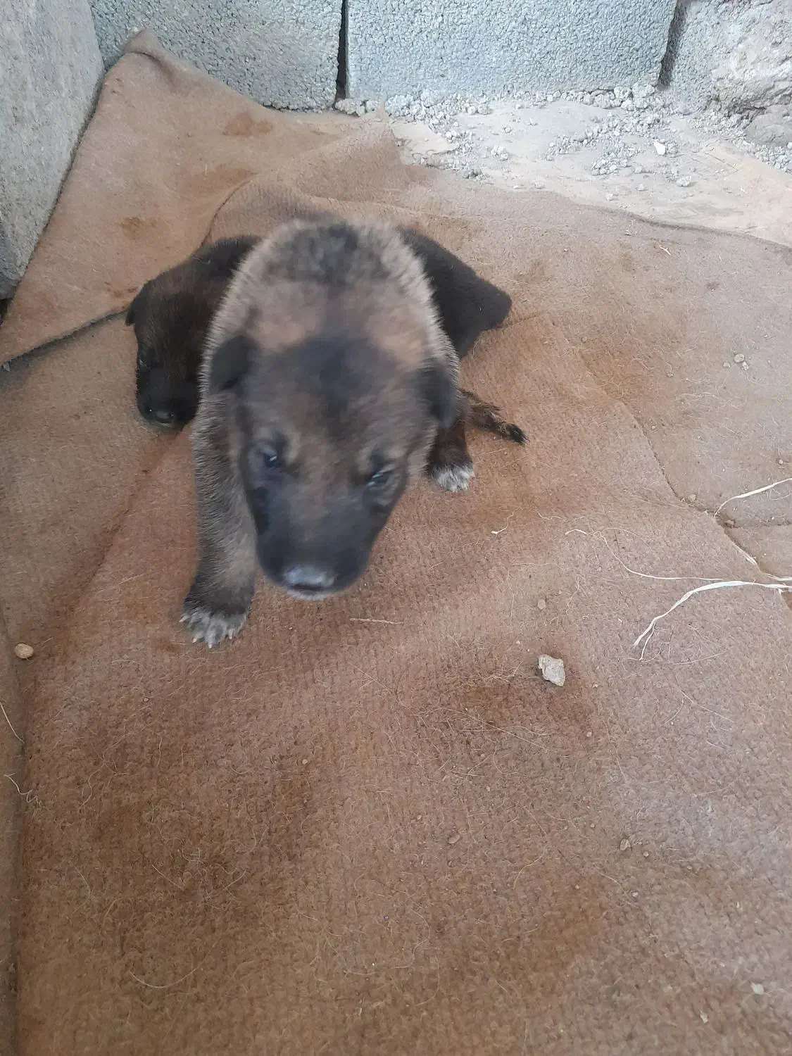 توله سگ ژرمن گمشده در عینک|سگ|رشت, نخودچر|دیوار