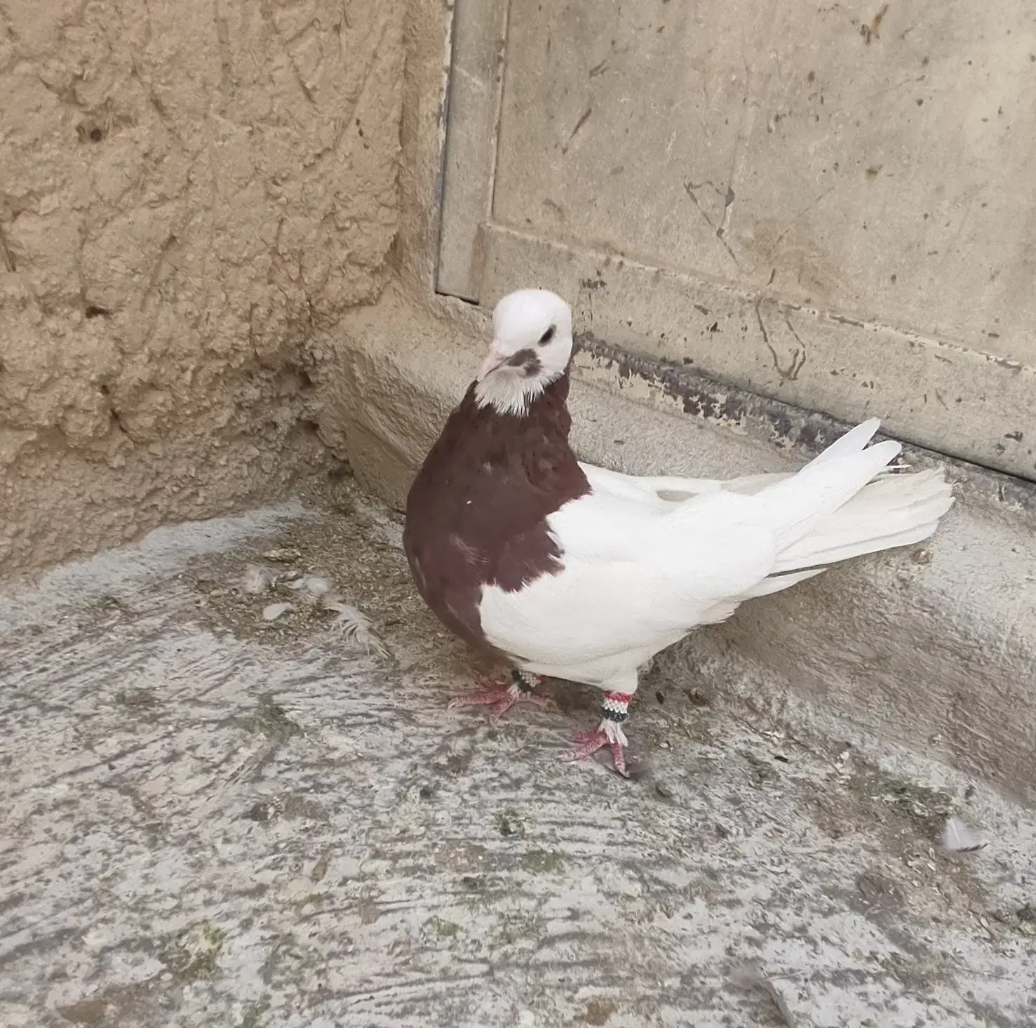 کفتر|پرنده|شیراز, ریاستی|دیوار